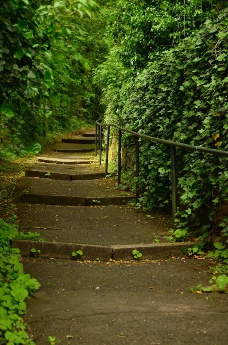 Stone steps through a green hedge