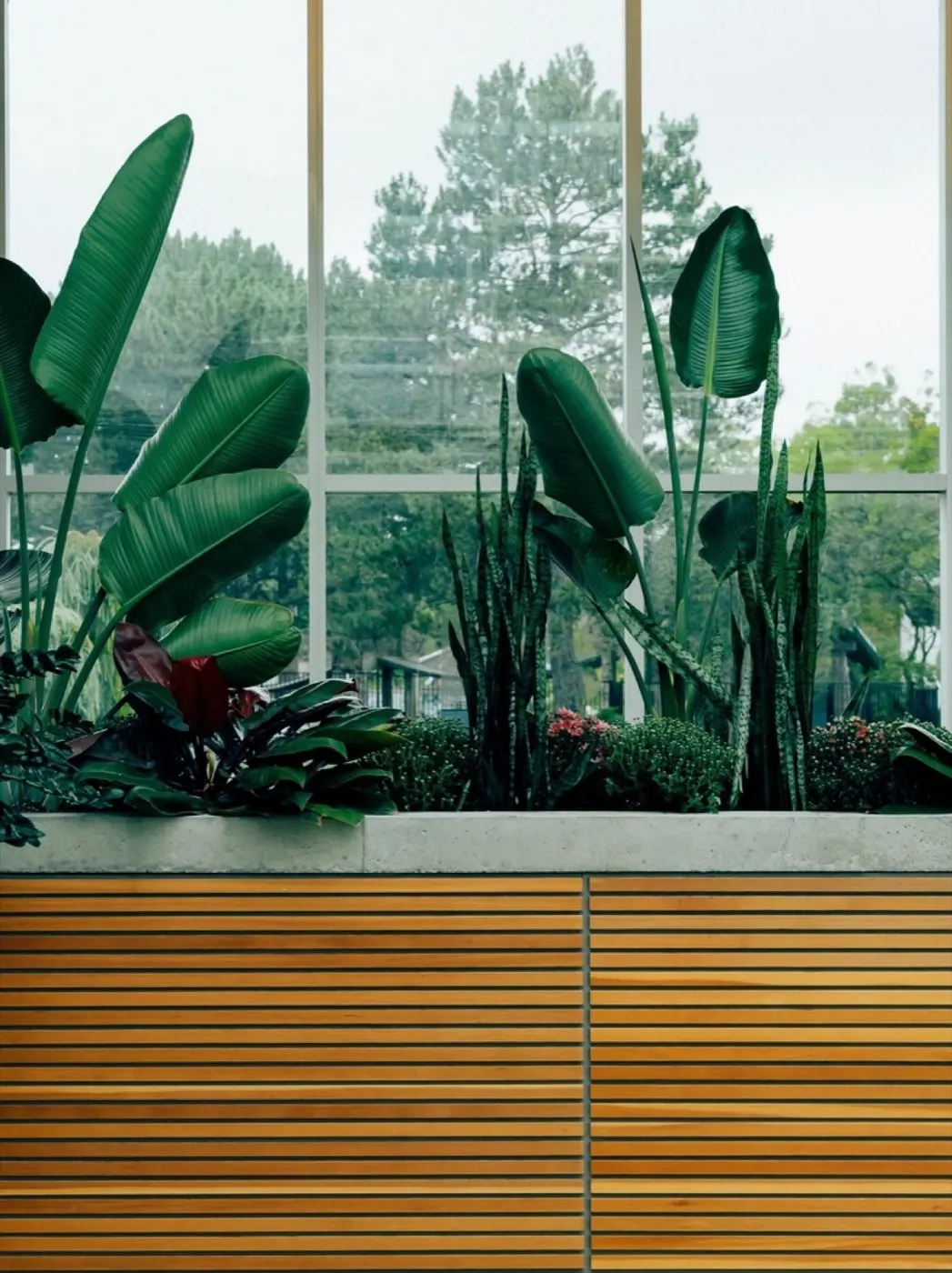 Tropical plants in a glasshouse