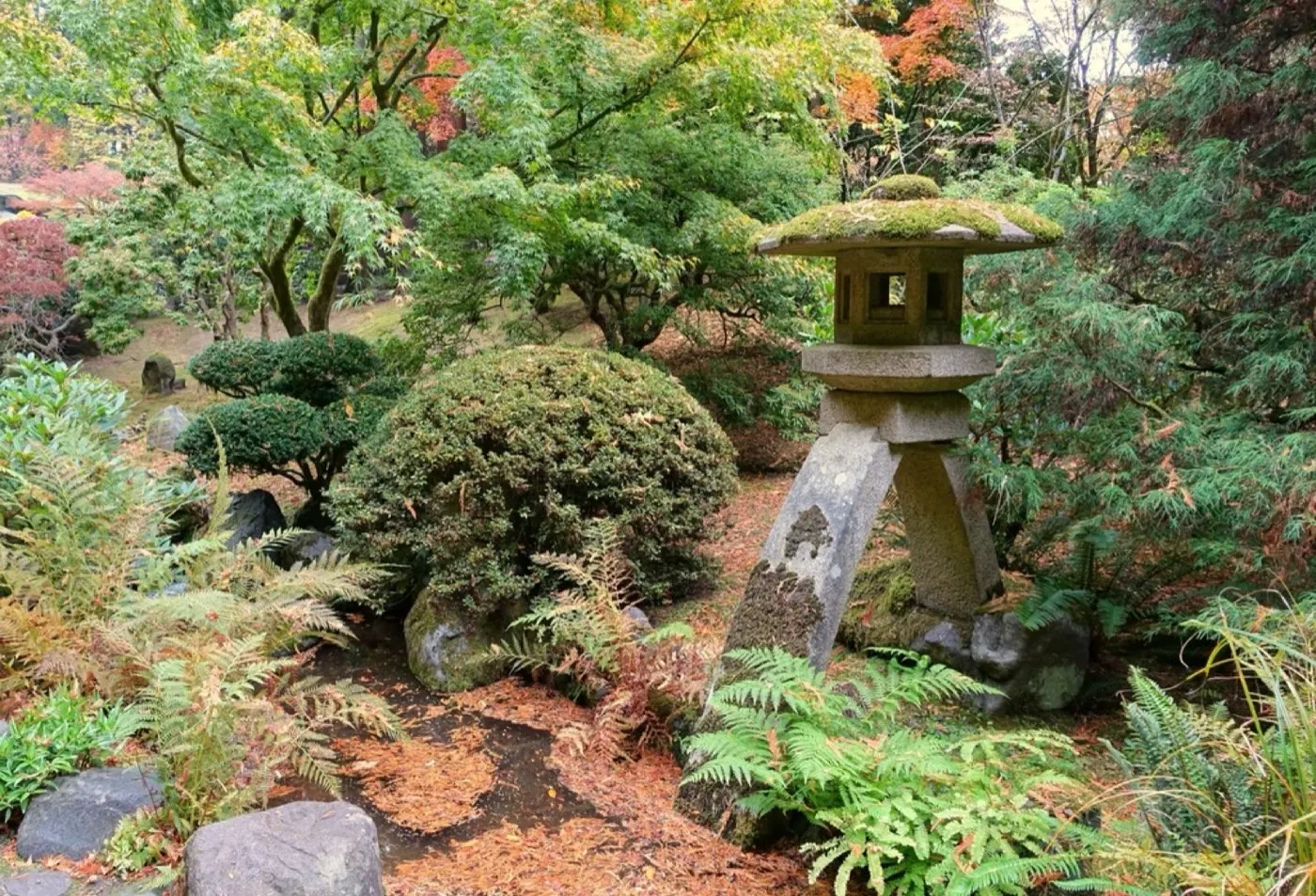Stone lantern among ferns